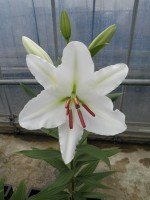 [1833 Cantarino No01.JPG]